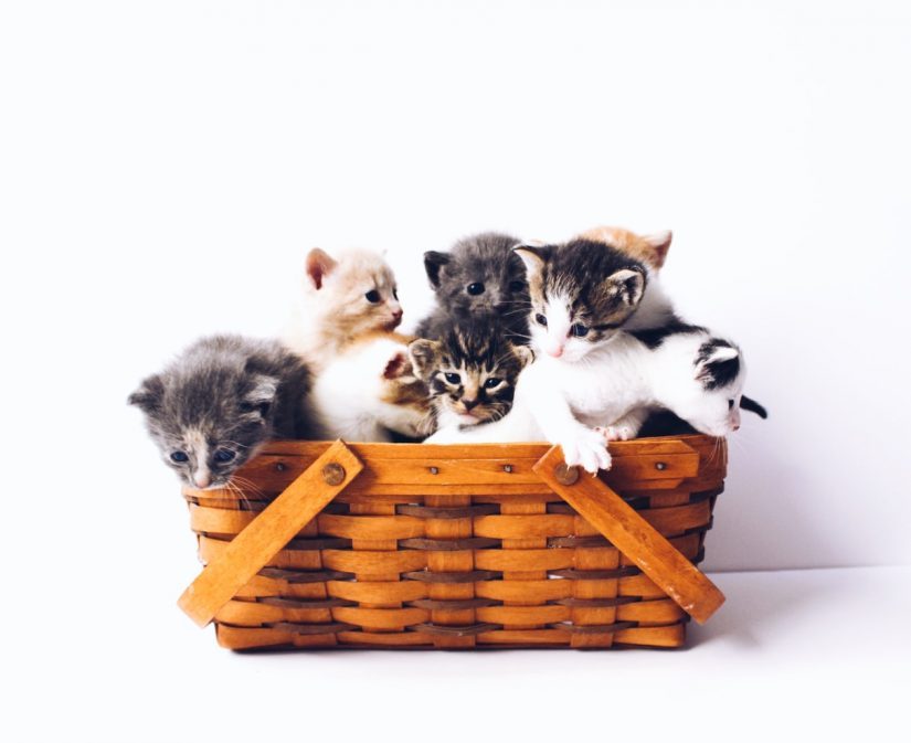 Cat TO Pop Show in Scarborough
