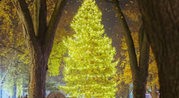 A brightly lit Christmas tree stands majestically in a dark park, surrounded by autumn trees. Soft golden lights illuminate the tree, creating a festive atmosphere against the nighttime backdrop.