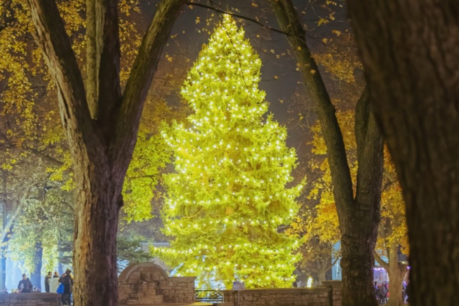 A brightly lit Christmas tree stands majestically in a dark park, surrounded by autumn trees. Soft golden lights illuminate the tree, creating a festive atmosphere against the nighttime backdrop.