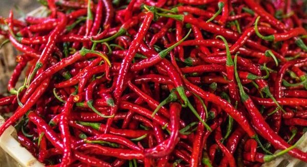 A close-up image of numerous vibrant red chili peppers piled together, showcasing their slender shape and glossy skin, set against a neutral background.