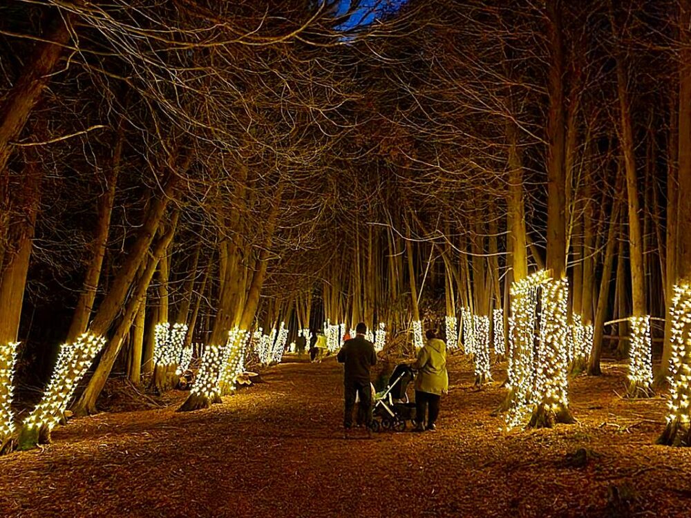 A serene forest path illuminated by warm, glowing lights wraps around trees, creating a magical atmosphere. A few people stroll along the path, enjoying the enchanting display amidst the evening's twilight.
