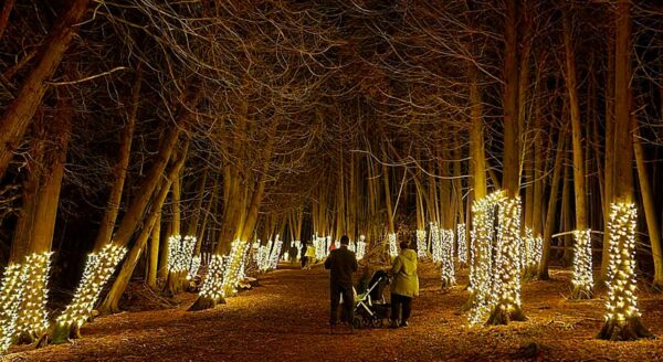 A serene forest path illuminated by warm, glowing lights wraps around trees, creating a magical atmosphere. A few people stroll along the path, enjoying the enchanting display amidst the evening's twilight.
