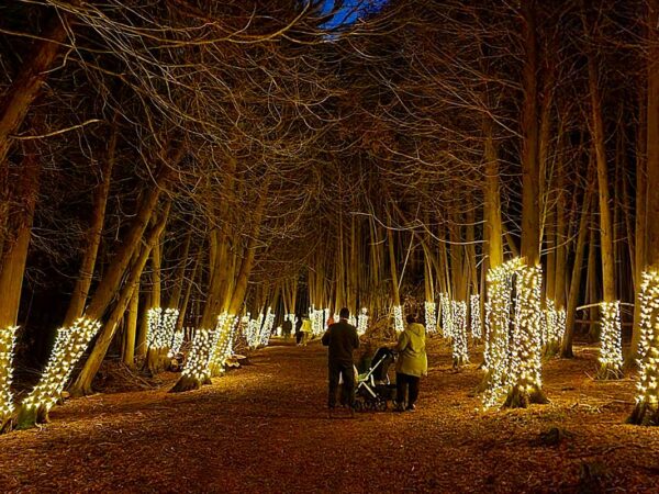 A serene forest path illuminated by warm, glowing lights wraps around trees, creating a magical atmosphere. A few people stroll along the path, enjoying the enchanting display amidst the evening's twilight.