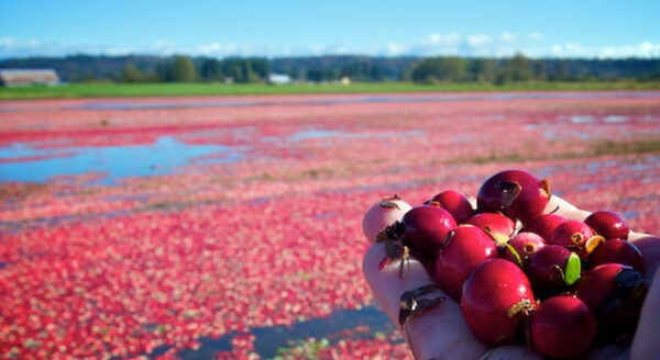 A person holds a handful of red cranberries in front of a vibrant cranberry field, with the landscape featuring bright red water and green hills under a clear blue sky.