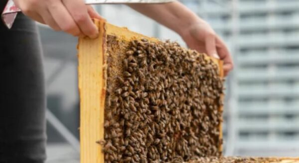 A person is holding a honeycomb frame filled with bees, showcasing the activity of beekeeping. The background includes blurred buildings, suggesting an urban setting.