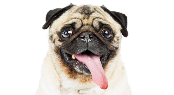 Do you have a numb tongue?